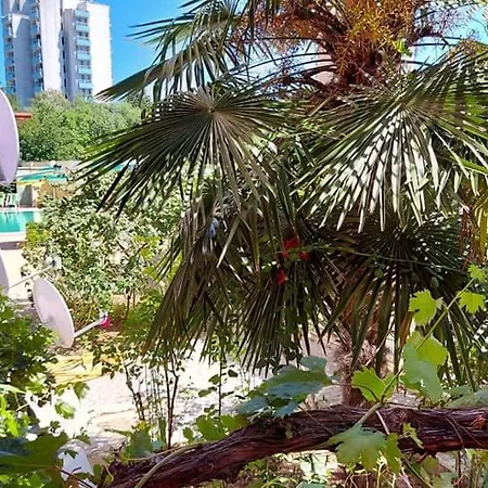 златна дюна-фешева Nesebar